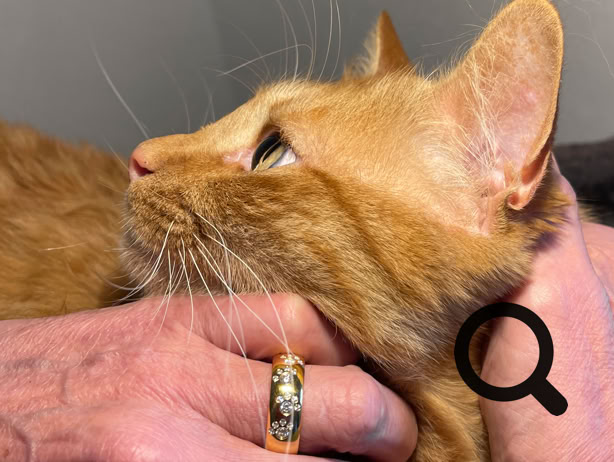 Eine Hand mit Pfotenring in Gold, die eine rote Katze streichelt