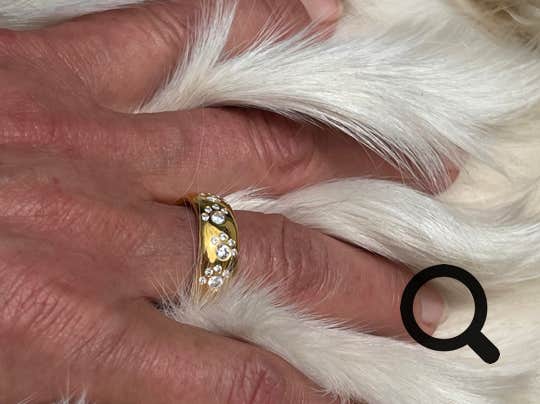 Hand mit goldenem Pfotenring, die einen Hund krault
