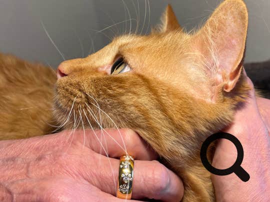 Hand mit goldenem Pfotenring, die eine Katze streichelt